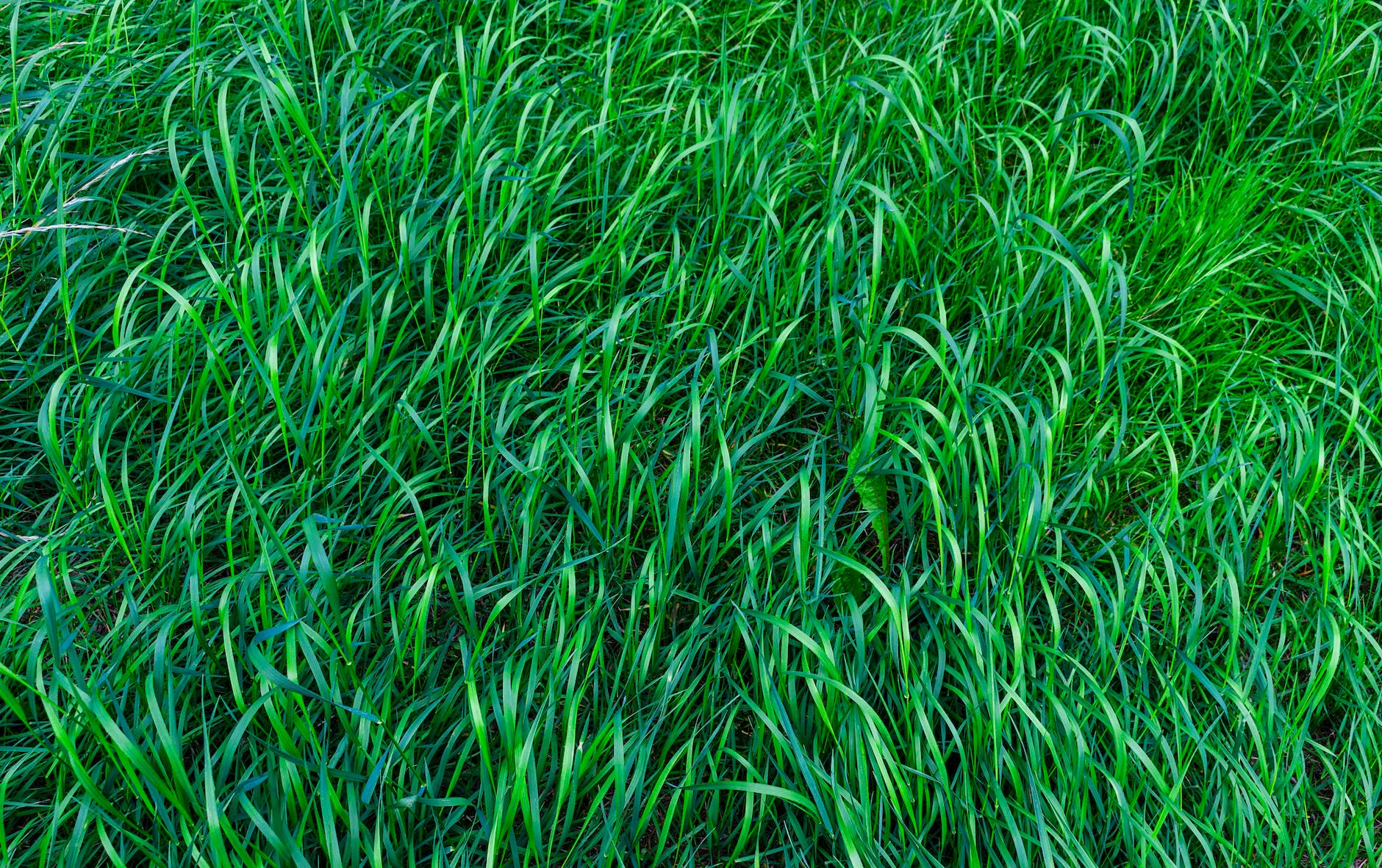 pexels-photo-543818 shallow focus photo of green grass field