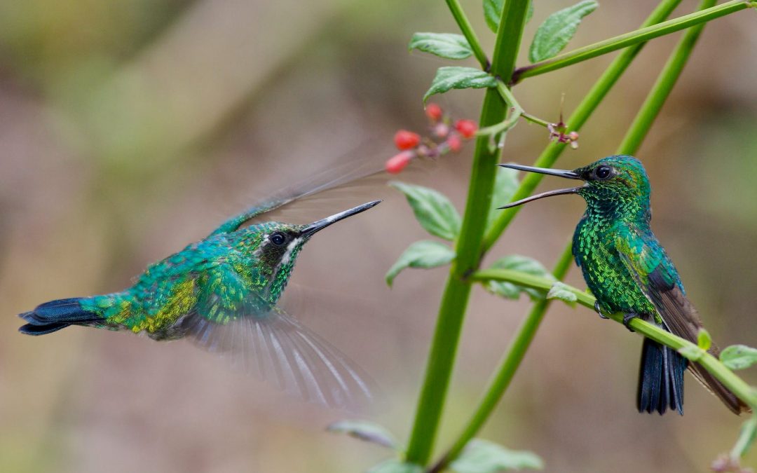 Once, You Were Asked to Count the Hummingbirds by Joel Hans