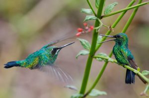 a pair of blue tailed emerald birds