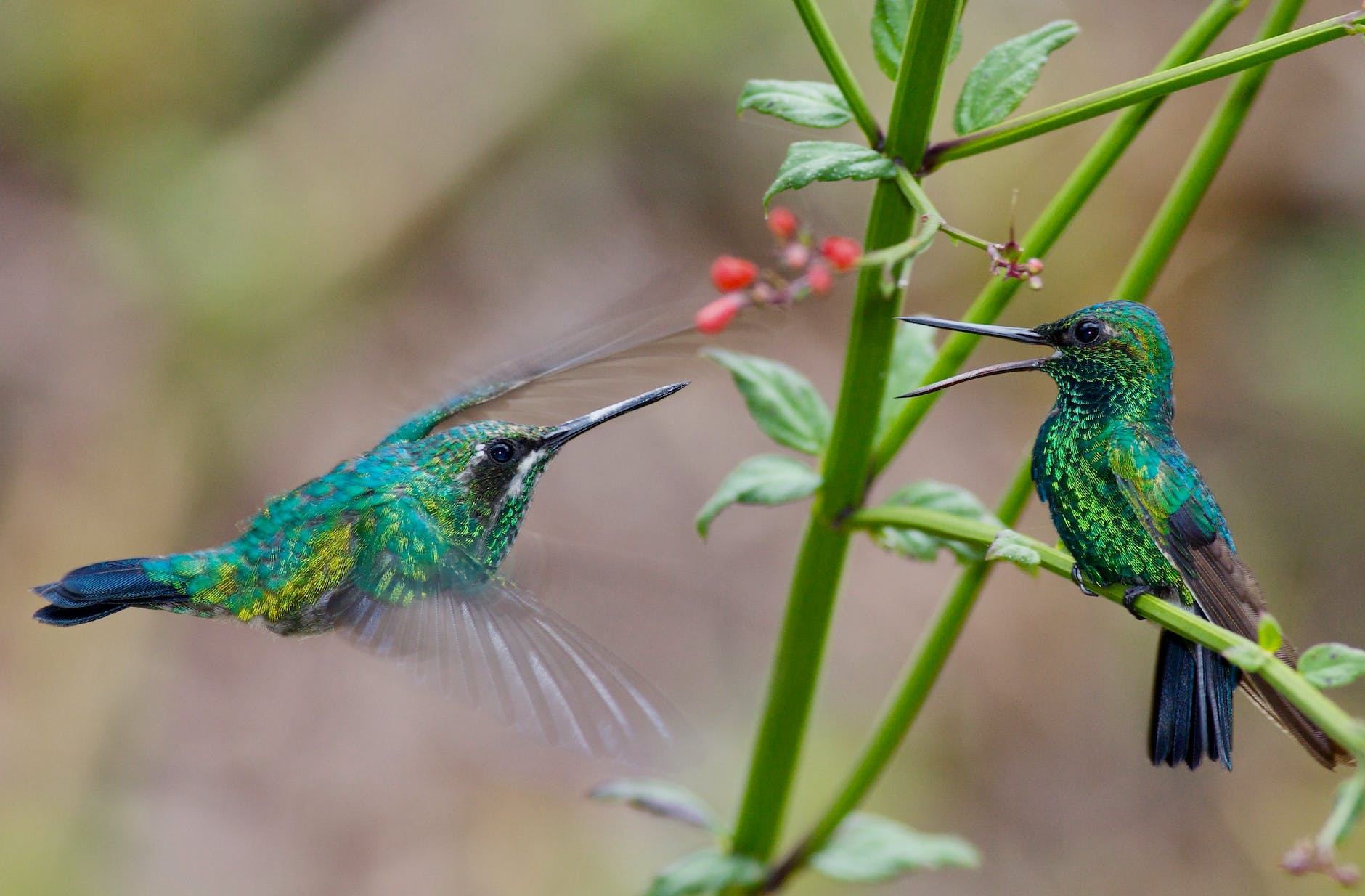 a pair of blue tailed emerald birds