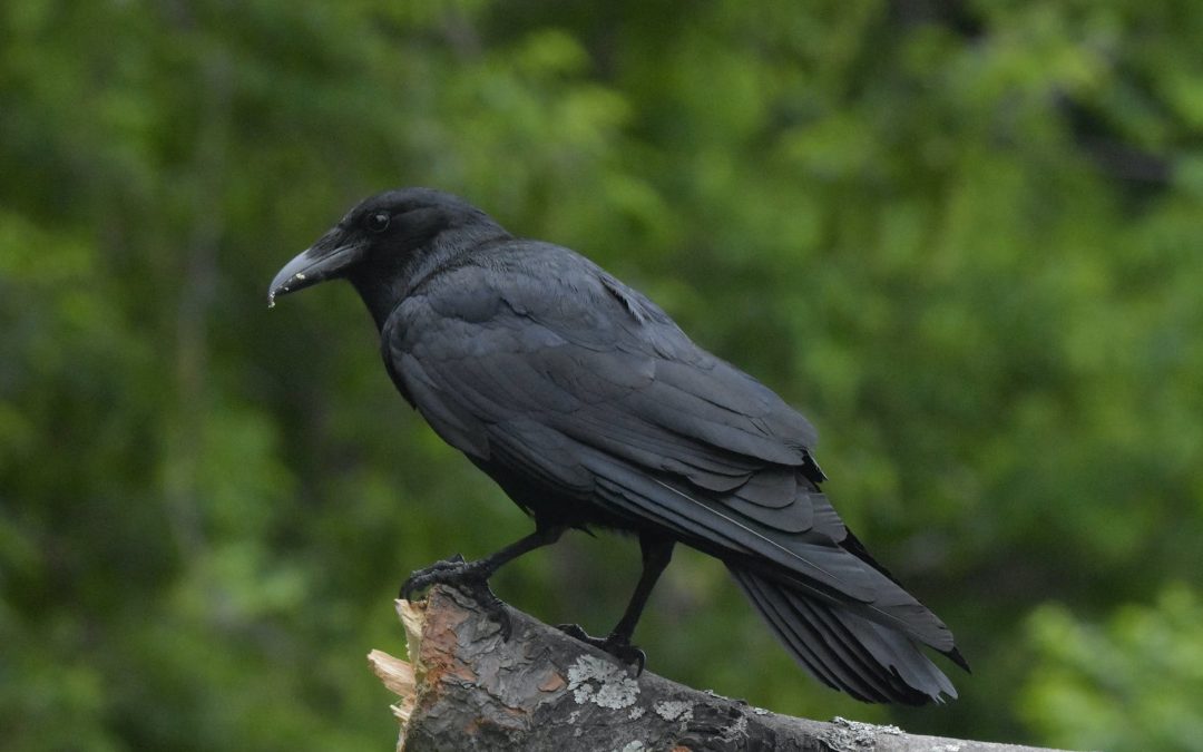 How to Trick a Crow Into Loving You by Josie Kochendorfer
