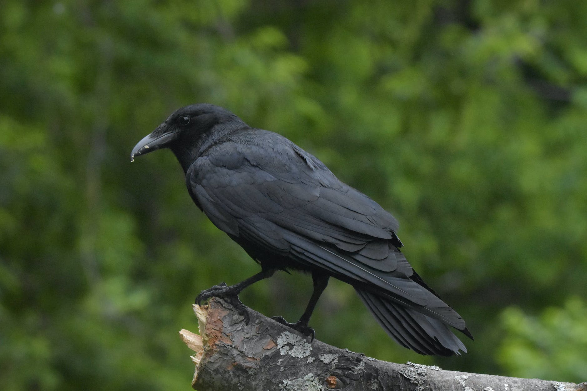 black crow on gray rock