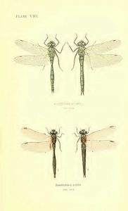 Vintage sketch of dragonflies
