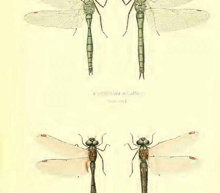 The Dragonfly by Alan Michael Parker