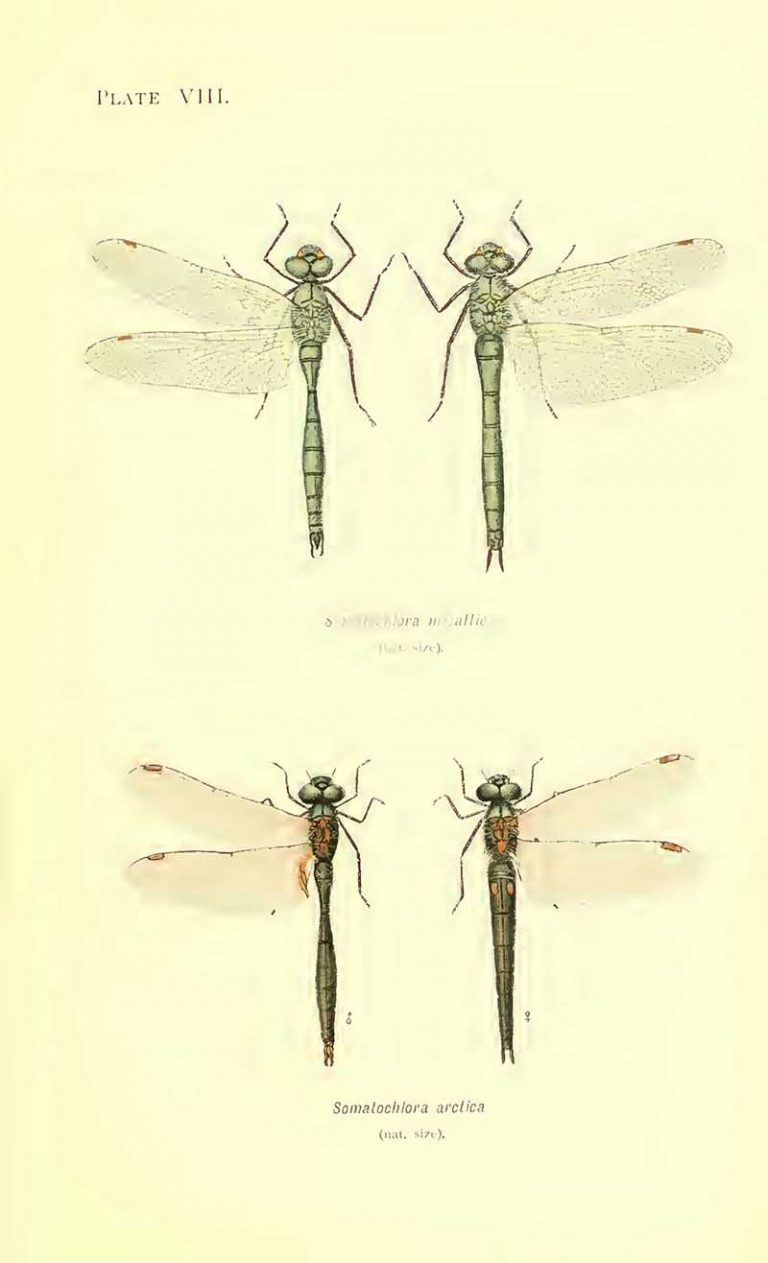Vintage sketch of dragonflies