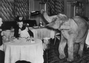 Vintage photo of an elephant in a fancy restaurant holding a champagne bottle with its trunk