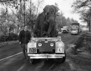 Elephant driving a car.