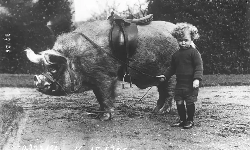 Vintage photo of a small child standing next to a large pig with a saddle.