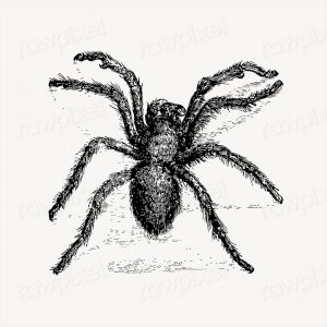 Tarantula, hairy spider