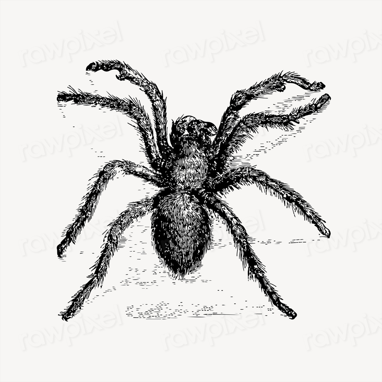 Tarantula, hairy spider
