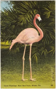 Coral flamingo, Florida