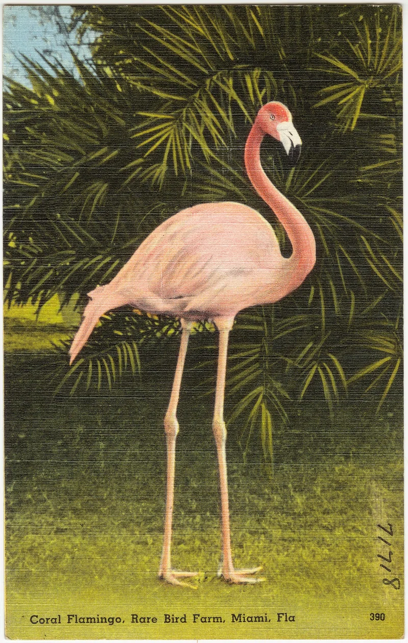 Coral flamingo, Florida
