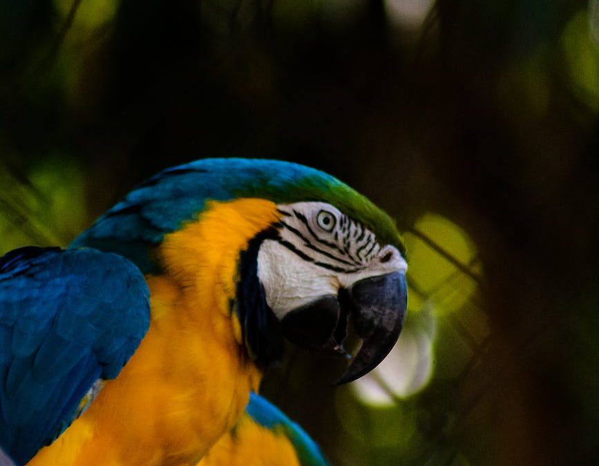 Blue-naped Parrots See More Than They Say by Judy Darley