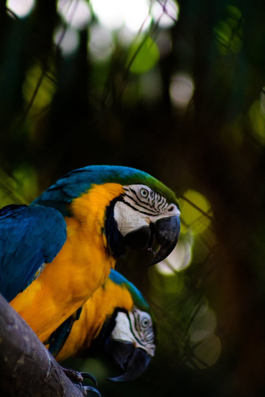 attentive macaw with colorful plumage resting on tree twig