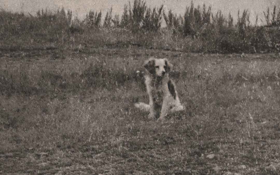 Youth in Asia (a mondegreen) by L. Acadia