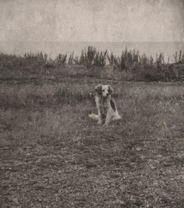 grayscale photo of lost dog sitting on grass