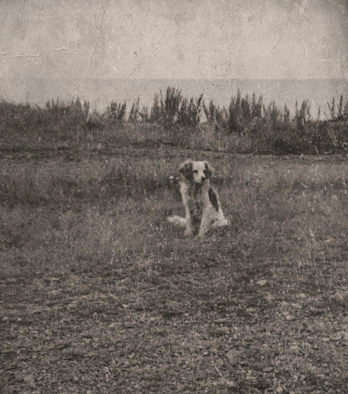 grayscale photo of lost dog sitting on grass