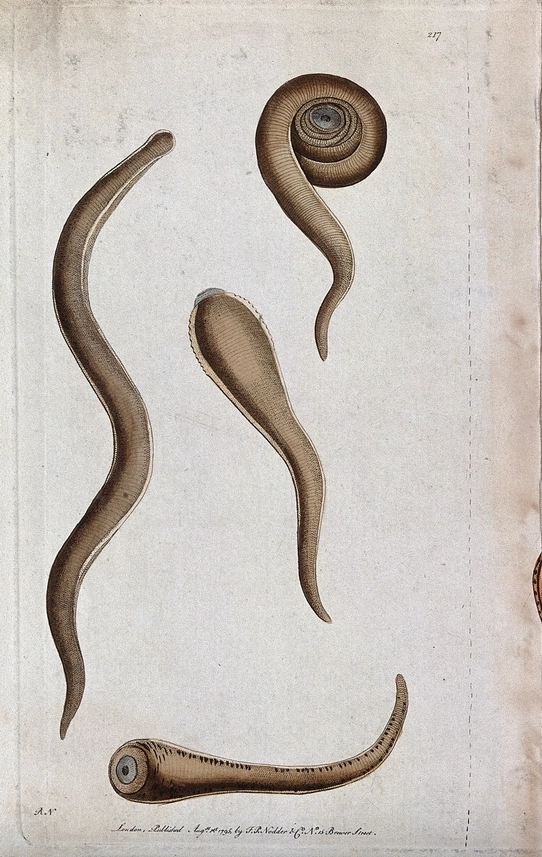 Vintage illustration of fluke worms