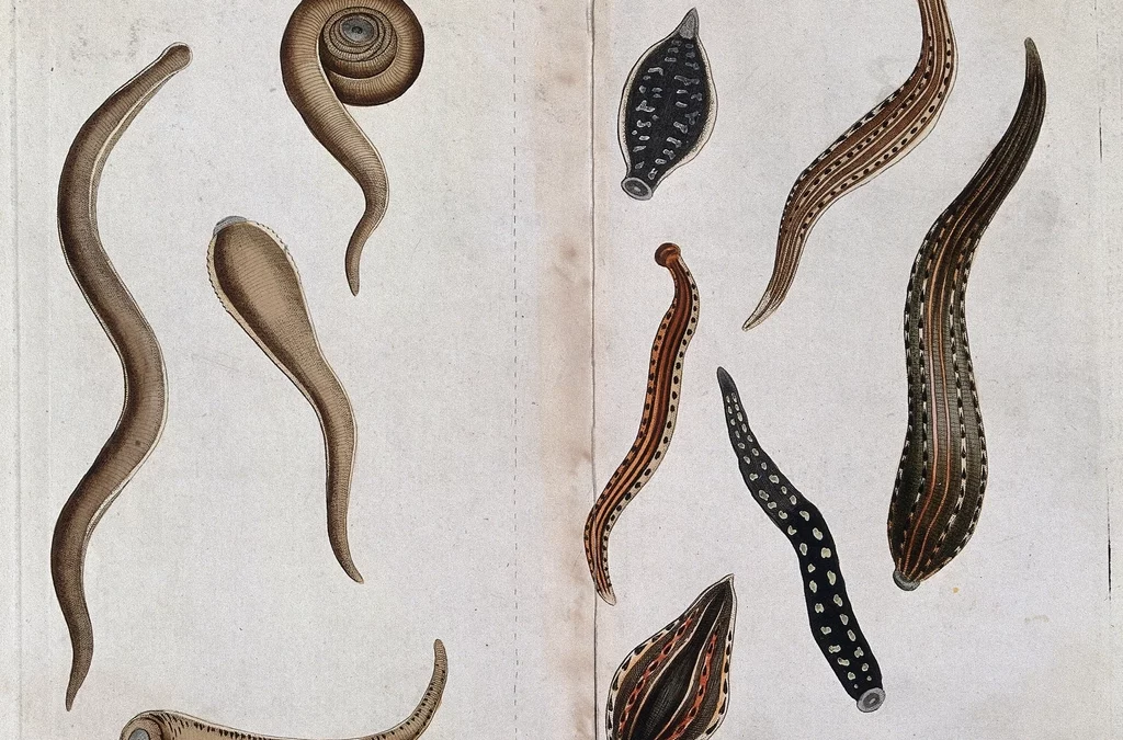 Mom’s new boyfriend is a liver fluke by Cole Beauchamp