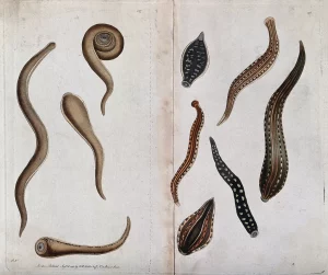 Several species parasitic flat-worm. Coloured