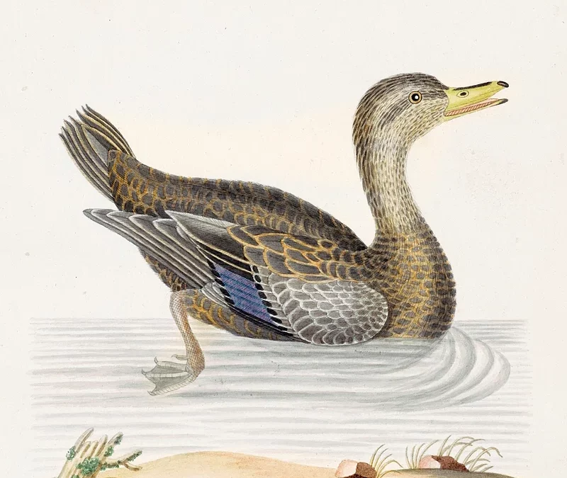 To Brown Duck, Potters’ Mill Pond, Brynby Green, Lincolnshire LN12 0BX by Philippa Bowe and Karen Walker