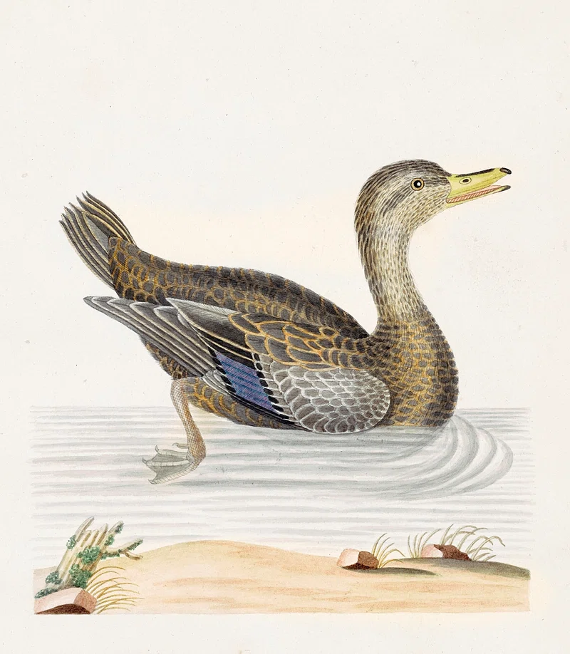Vintage sketch of a duck