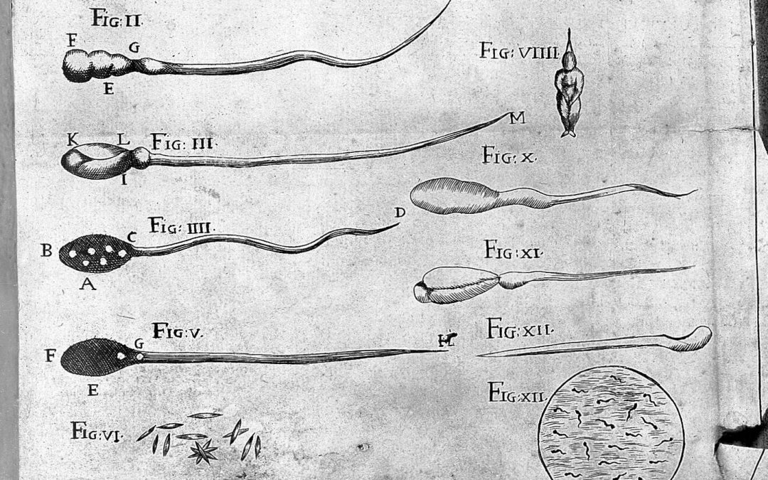 IVF by Ela Brave and Iván Brave