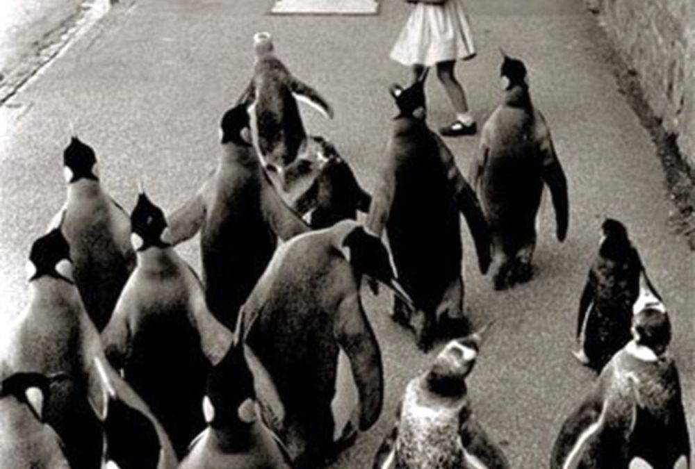 The End of Mammals by Erin Ruble