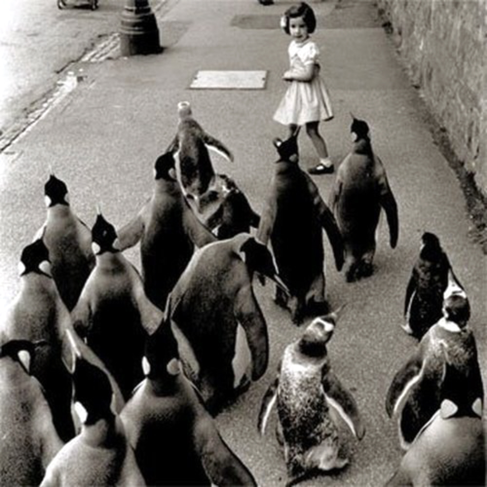 Group of penguins chasing a small girl