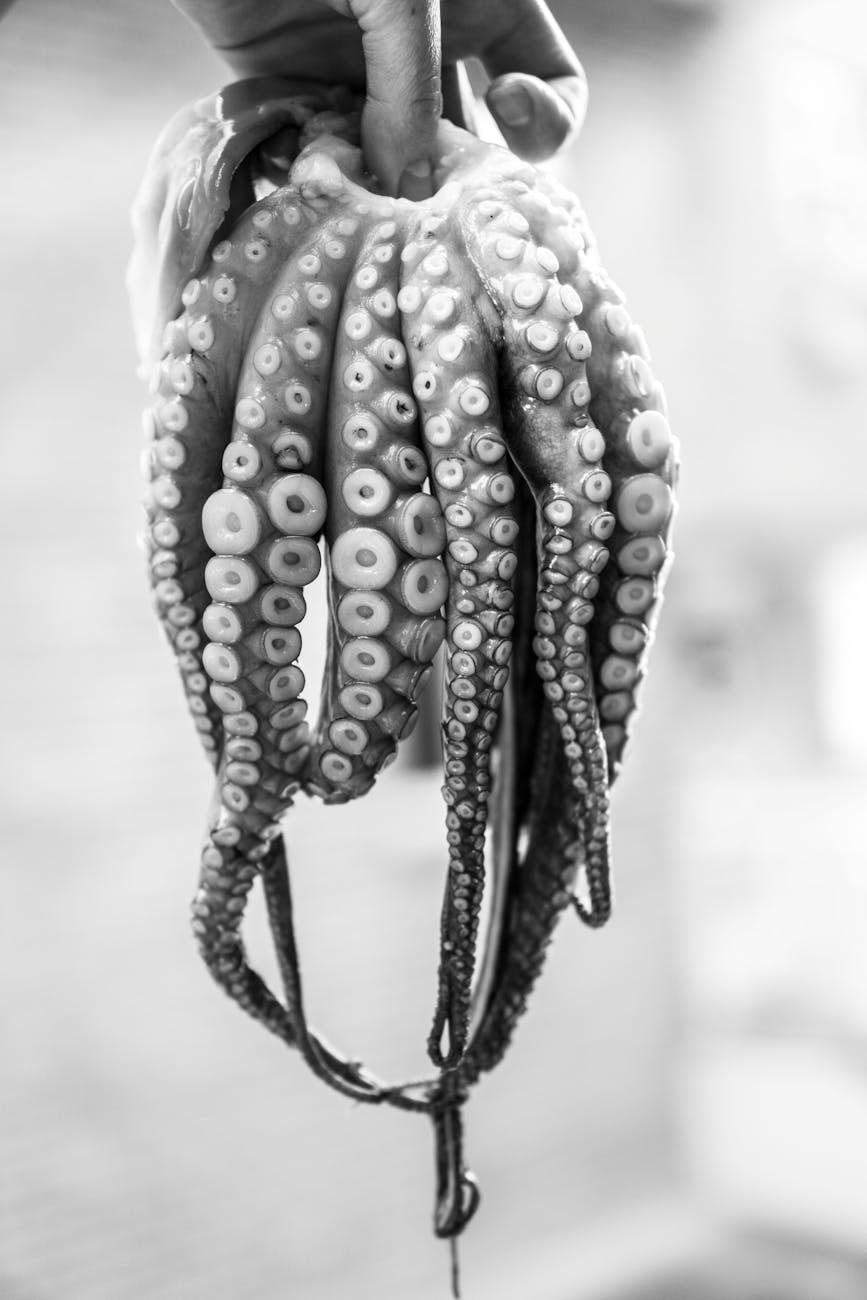 person holding octopus