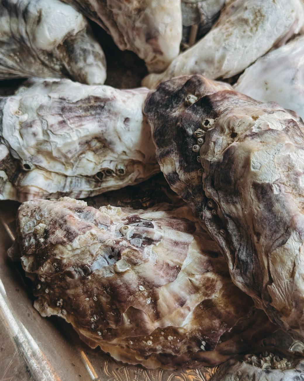 close up of shells