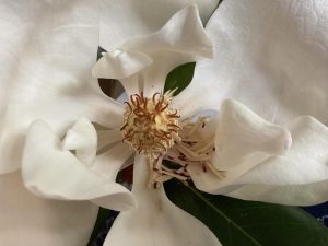 Close up of a white flower
