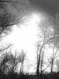 Forest sky
