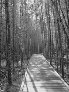 wooden path through the woods.