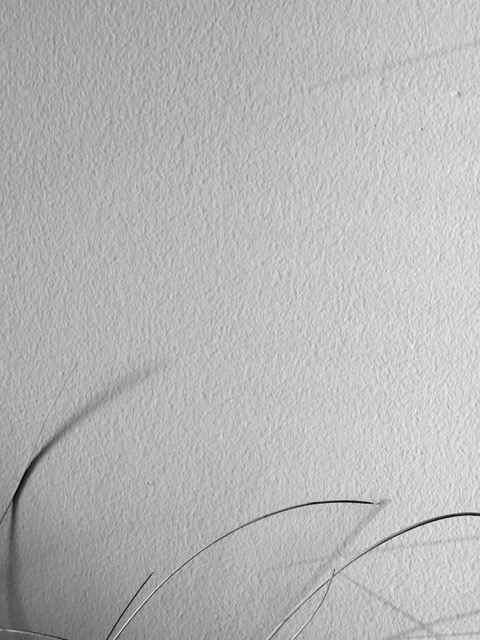 Black and white photo of sliced oranges