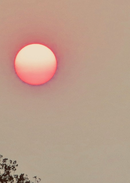 Black and white photo of sliced oranges