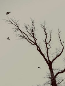 A tree with birds flying