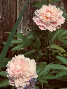 pink peonies
