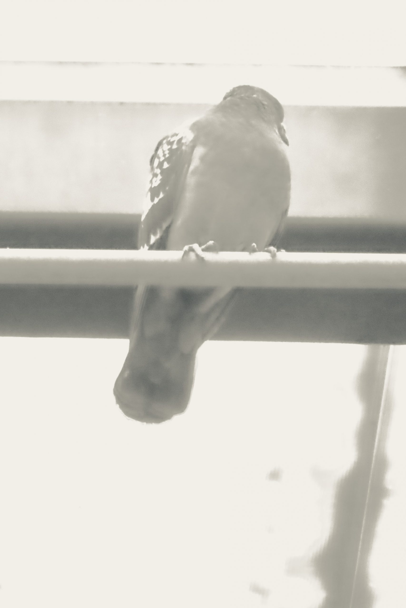 Soft, high-key black and white photograph of a small bird perched on a metal railing, viewed from behind, with a blurred background