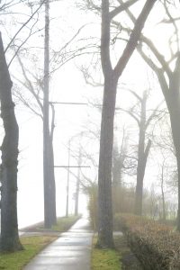 A fog-shrouded sidewalk lined with tall bare trees and utility poles receding into the distance, with patches of green grass and shrubs visible in the muted winter light.