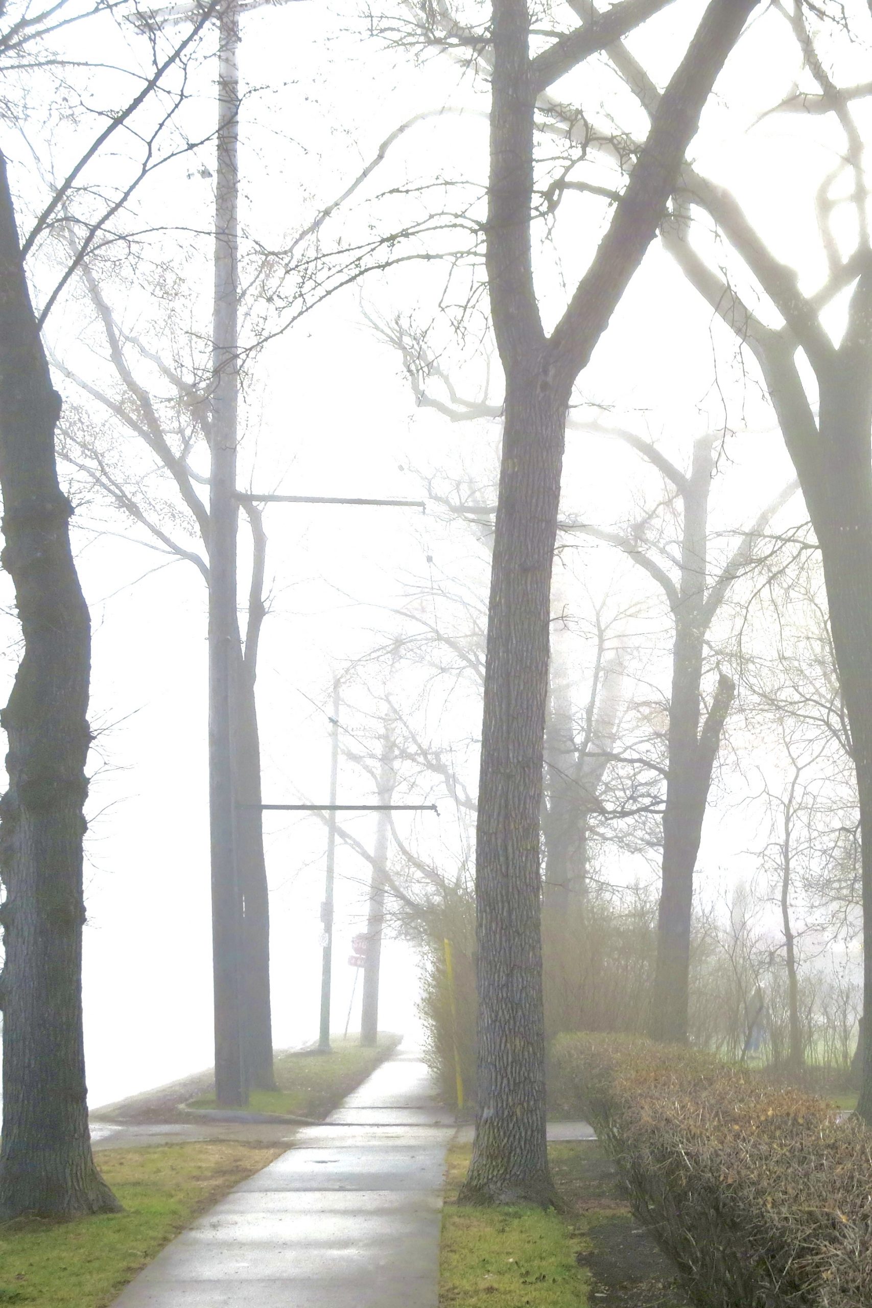 A fog-shrouded sidewalk lined with tall bare trees and utility poles receding into the distance, with patches of green grass and shrubs visible in the muted winter light.