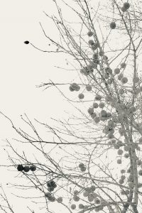 Black and white high-contrast photograph of bare winter tree branches covered with numerous small round fruits or berries, shot from below against a pale sky.