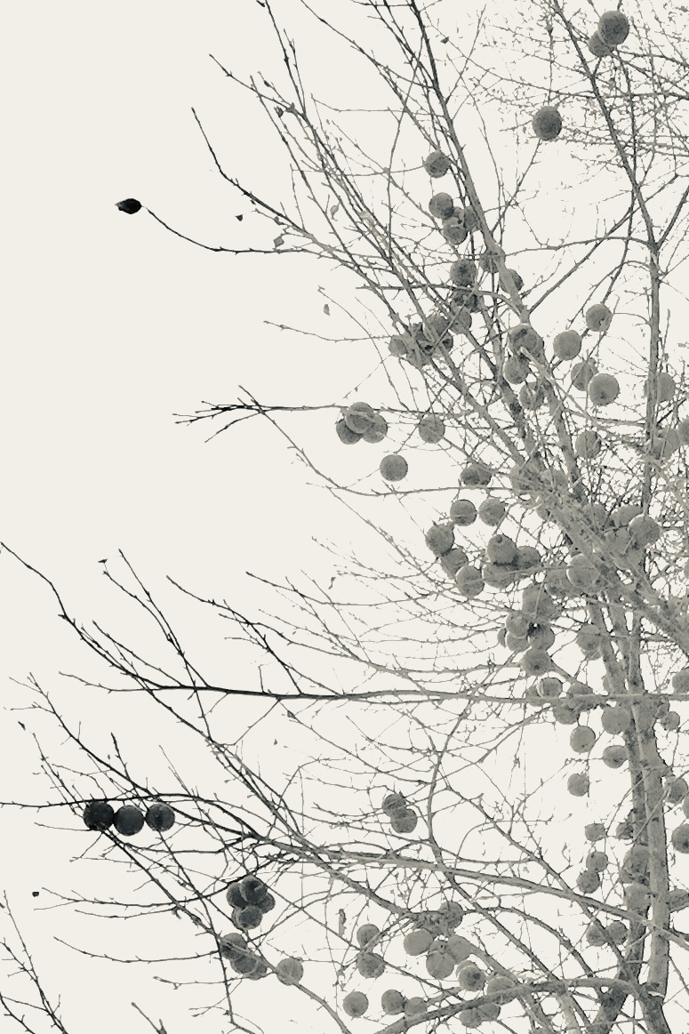 Black and white high-contrast photograph of bare winter tree branches covered with numerous small round fruits or berries, shot from below against a pale sky.